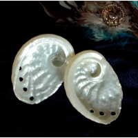 Haiotis Ovina (witte Abalone)