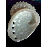 Haiotis Ovina (witte Abalone)
