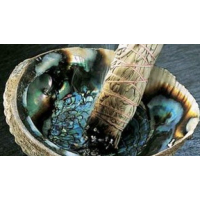 Abalone (Paua) Schelp