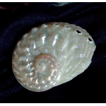Haiotis Ovina (witte Abalone)