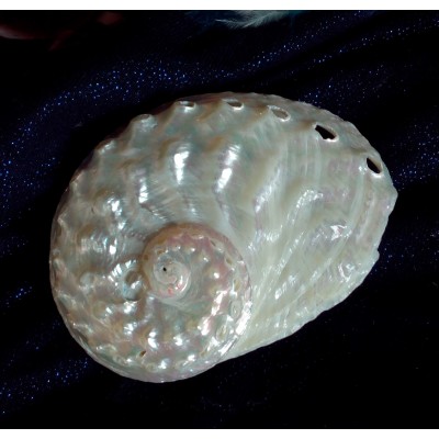 Haiotis Ovina (witte Abalone) Haiotis Ovina (witte Abalone)