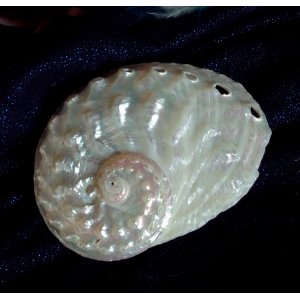 Haiotis Ovina (witte Abalone)