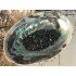 Abalone (Paua) Schelp